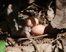 Nyctidromus albicollis