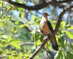 Milvago chimachima
