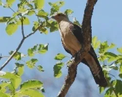 Milvago chimachima