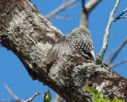 Melanerpes hoffmannii