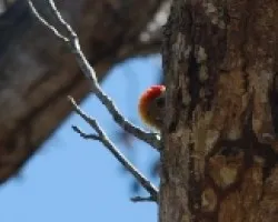 Melanerpes hoffmannii