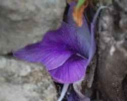 ID