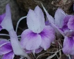 ID