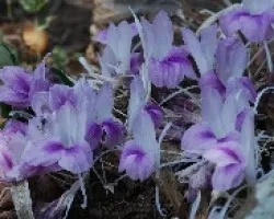 ID