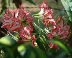 Lilium