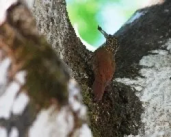 Xyphorhynchus susurrans