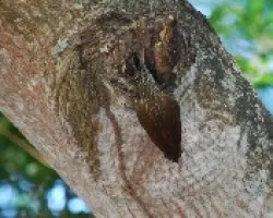 Xyphorhynchus susurrans
