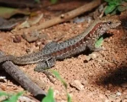 Ameiva undulata