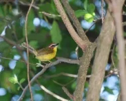 Basileuterus rufifrons