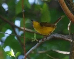 Basileuterus rufifrons