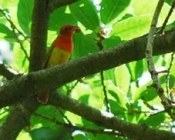 Piranga rubra
