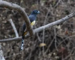 Trogon melanocephalus