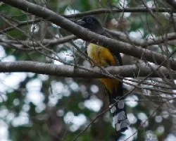 Trogon melanocephalus