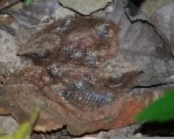 Nyctidromus albicollis