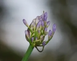 Agapanthus africanus