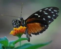 Mariposa