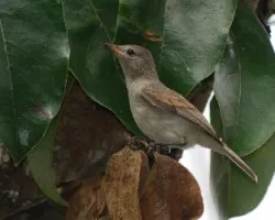 Pájaro