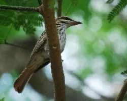 Myiodynastes maculatus