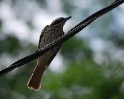 Myiodynastes maculatus