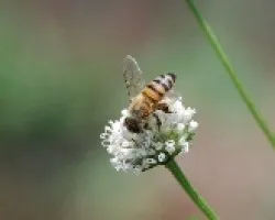 Abeja en flor blanca