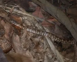 Mastigodryas melanolomus