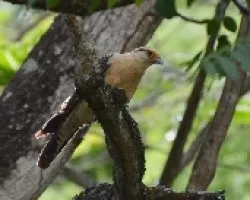 Milvago chimachima