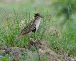 Tapera naevia
