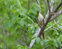 Tapera naevia