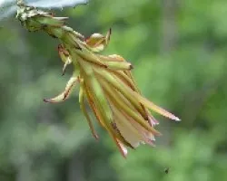 Hylocereus costaricensis