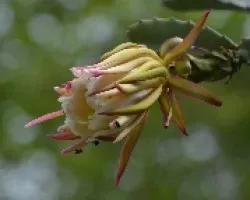 Hylocereus costaricensis