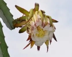 Hylocereus costaricensis