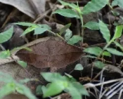 Adeloneivaia subangulata