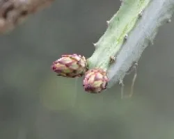 Hylocereus costaricensis