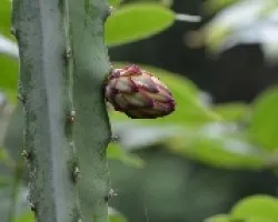 Hylocereus costaricensis