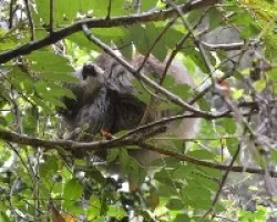 Choloepus hoffmanni