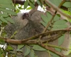Choloepus hoffmanni
