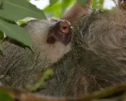 Choloepus hoffmanni