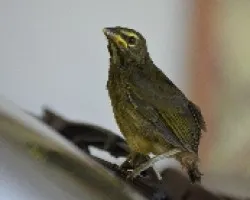 Saltator coerulescens