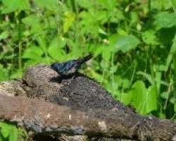 Volatinia jacarina