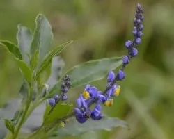 Flores silvestres