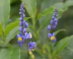 Flores silvestres