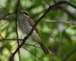Myiodynastes