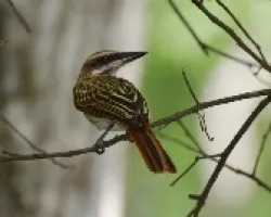 Myiodynastes