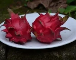 Hylocereus costaricensis