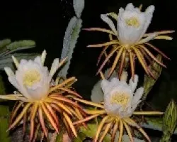 Hylocereus costaricensis