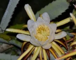 Hylocereus costaricensis