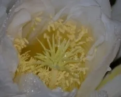 Hylocereus costaricensis