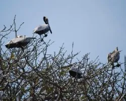 Pelecanus 