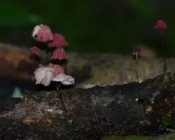 Hongos