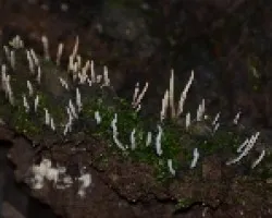 Hongos